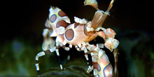 1280px-Harlequin_Shrimp_1_220x110.jpg