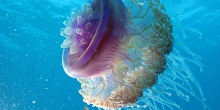 6237703855_b725b500c3_zjellythumb.jpg