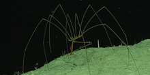 800px-Pantopoda_220x110.jpg