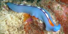 BlueZooFlatwormThumbSmall.jpg