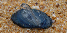 BlueZoo_Velella_ThumbSmall.jpg