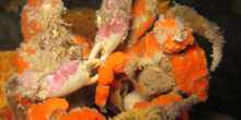 DecoratorCrab_ThumbSmall.jpg