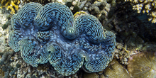 GiantClam_Thumb.jpg