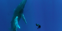 HowardAndWhales_Thumb.jpg