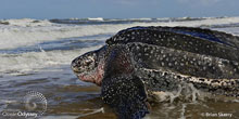 Leatherback_BrianSkerry_SmallThumb.jpg