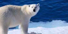 PolarBearDayThumbSmall2.jpg