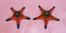 Protoreaster_nodosus_220x110.jpg