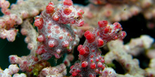 Pygmy_Seahorses_220x110.jpg