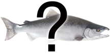 SalmonThumbnail.jpg