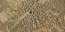 Scopimera_in_Tanjung_Aru_Beach_6_220x110.jpg