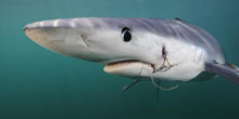 SkerryShark_Thumbnail.jpg