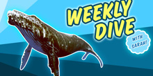 WeeklyDive_Whale_Thumb.jpg