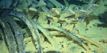 Whalefall_hires_220x110.jpg