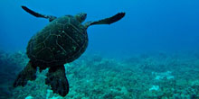 Ziegler_Turtle2Small.jpg