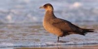 blue-zoo-arctic-skua-th.jpg