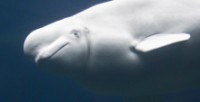 blue-zoo-beluga-th.jpg