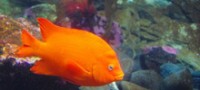 blue-zoo-garibaldi-th.jpg