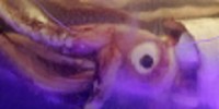 blue-zoo-giant-squid-th.jpg