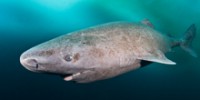 blue-zoo-greenland-shark-th.jpg
