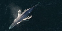 bluewhalethumb.jpg