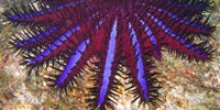 coral-kindergarten-th.jpg