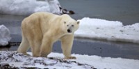 despite-new-report-polar-bears-still-threatened-th.jpg