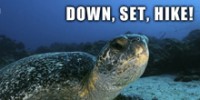 down-set-hike-th.jpg
