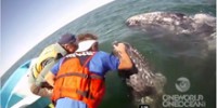 friendlies-gray-whales-san-ignacio-lagoon-th.jpg