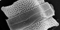 microorganisms-mega-power-th.jpg