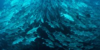 ocean-stemulation-robofish-th.jpg
