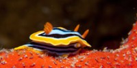 oceans-five-nudibranch-super-powers-th.jpg