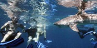 playing-tag-with-sharks-th.jpg