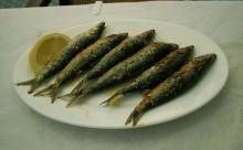 sardines_thumb_-_edit.jpg