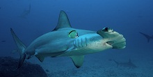 shark_thumb.jpg