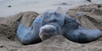 the-leatherback-turtles-of-trinidad-th.jpg
