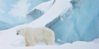 the-school-polar-bear-adaptations-extreme-cold-th.jpg