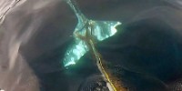 whale-entangled-in-fishing-line-weeks-th.jpg