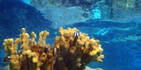 why-coral-th.jpg