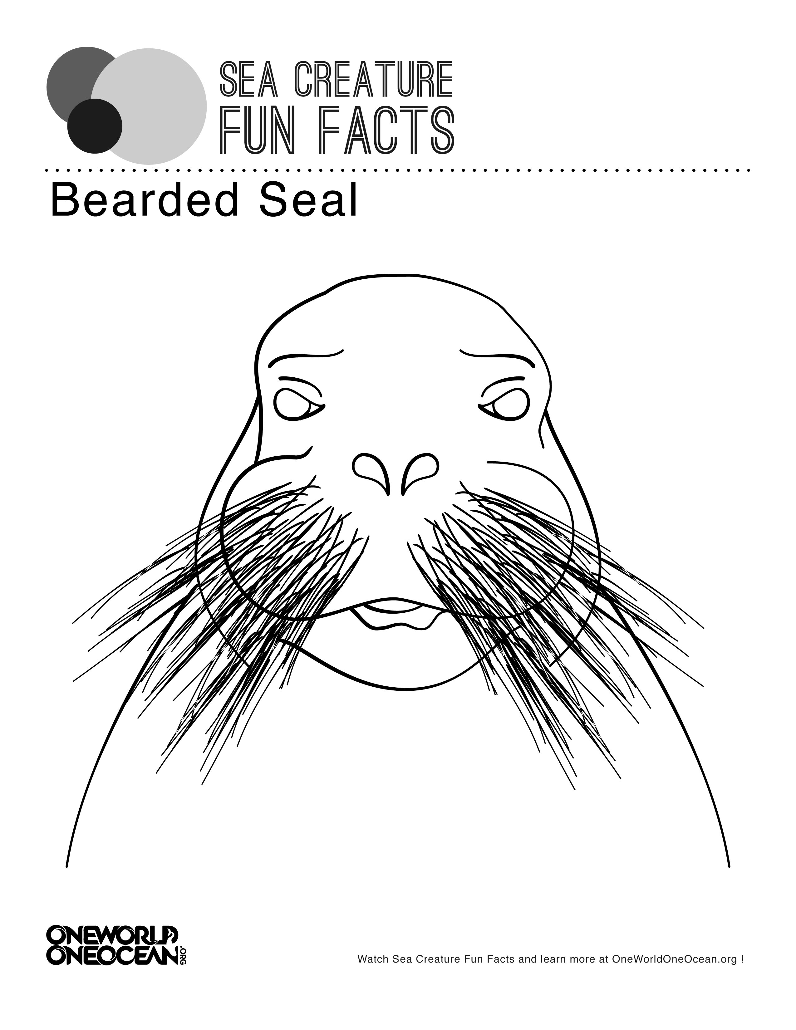 Bearded Seal Color Page